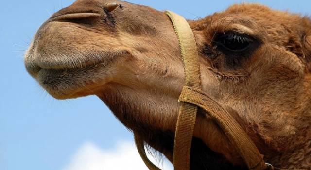 Cammello in spiaggia a Forte dei Marmi, Aidaa presenta esposto per maltrattamento