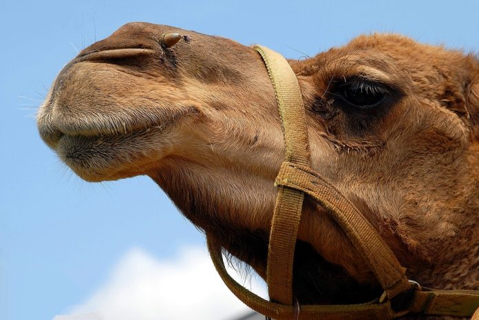 Cammello in spiaggia a Forte dei Marmi, Aidaa presenta esposto per maltrattamento