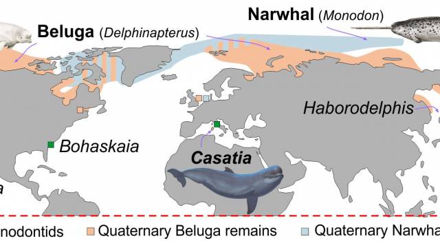 Gli antenati del Beluga e del Narvalo, odierni &#8220;signori dei ghiacci&#8221;, vivevano nelle acque tropicali del Mediterraneo