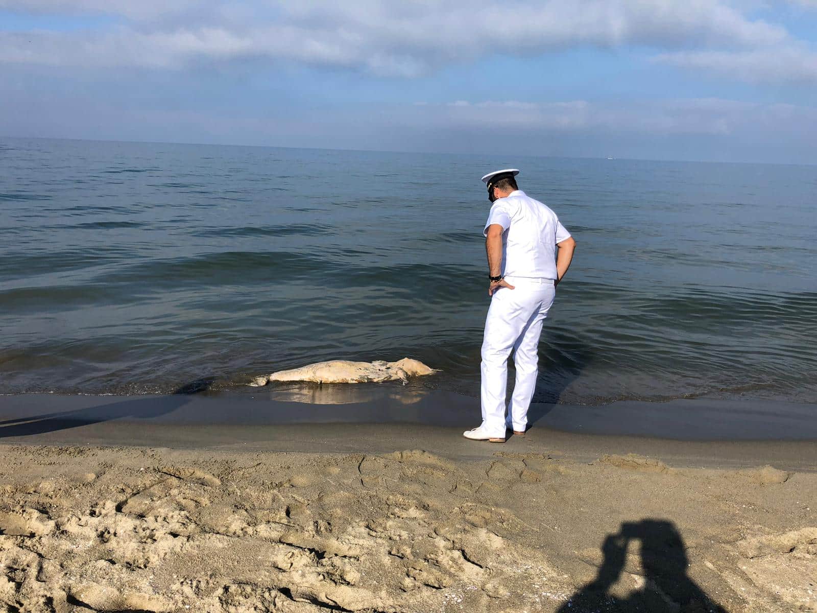 Moria di cefali sulla spiaggia della Darsena a Viareggio. La Guardia Costiera risolve il mistero