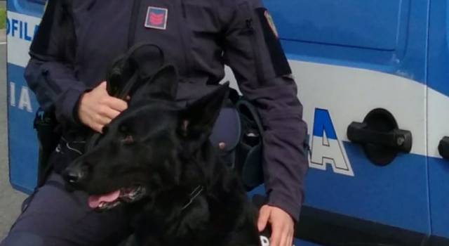 Il cane antidroga Okar va in pensione e viene adottotato dalla &#8220;sua&#8221; poliziotta