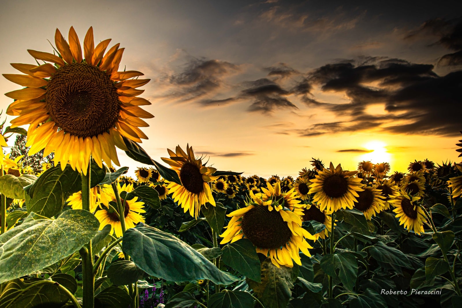 Girasoli controsole