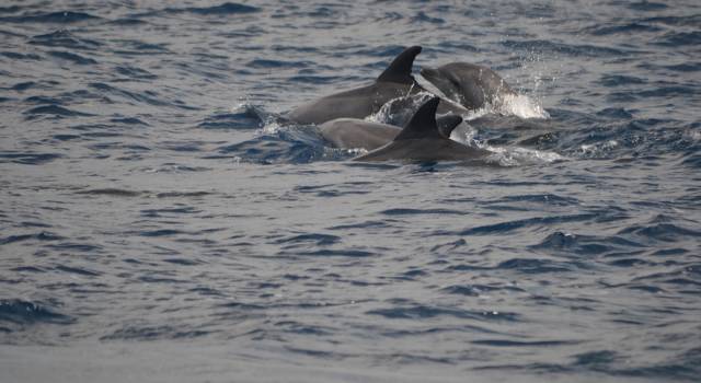 &#8220;Le meraviglie del mare toscano&#8221;: ARPAT e Comune dedicano una serata all&#8217;ecosistema marino regionale