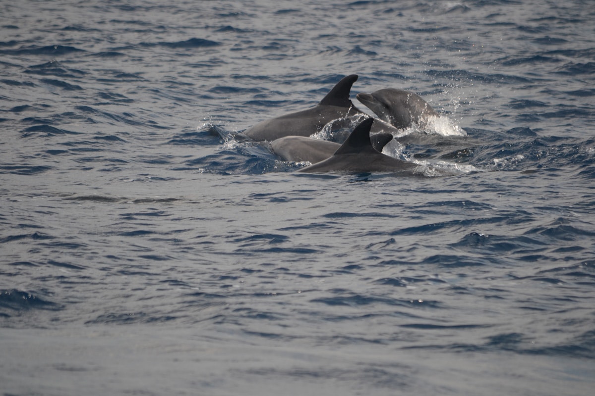 “Le meraviglie del mare toscano”: ARPAT e Comune dedicano una serata all’ecosistema marino regionale