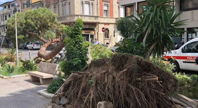 Pino crolla in via Mazzini: sfiorata la tragedia