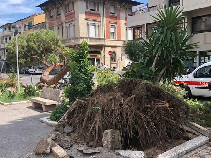 Pino crolla in via Mazzini: sfiorata la tragedia