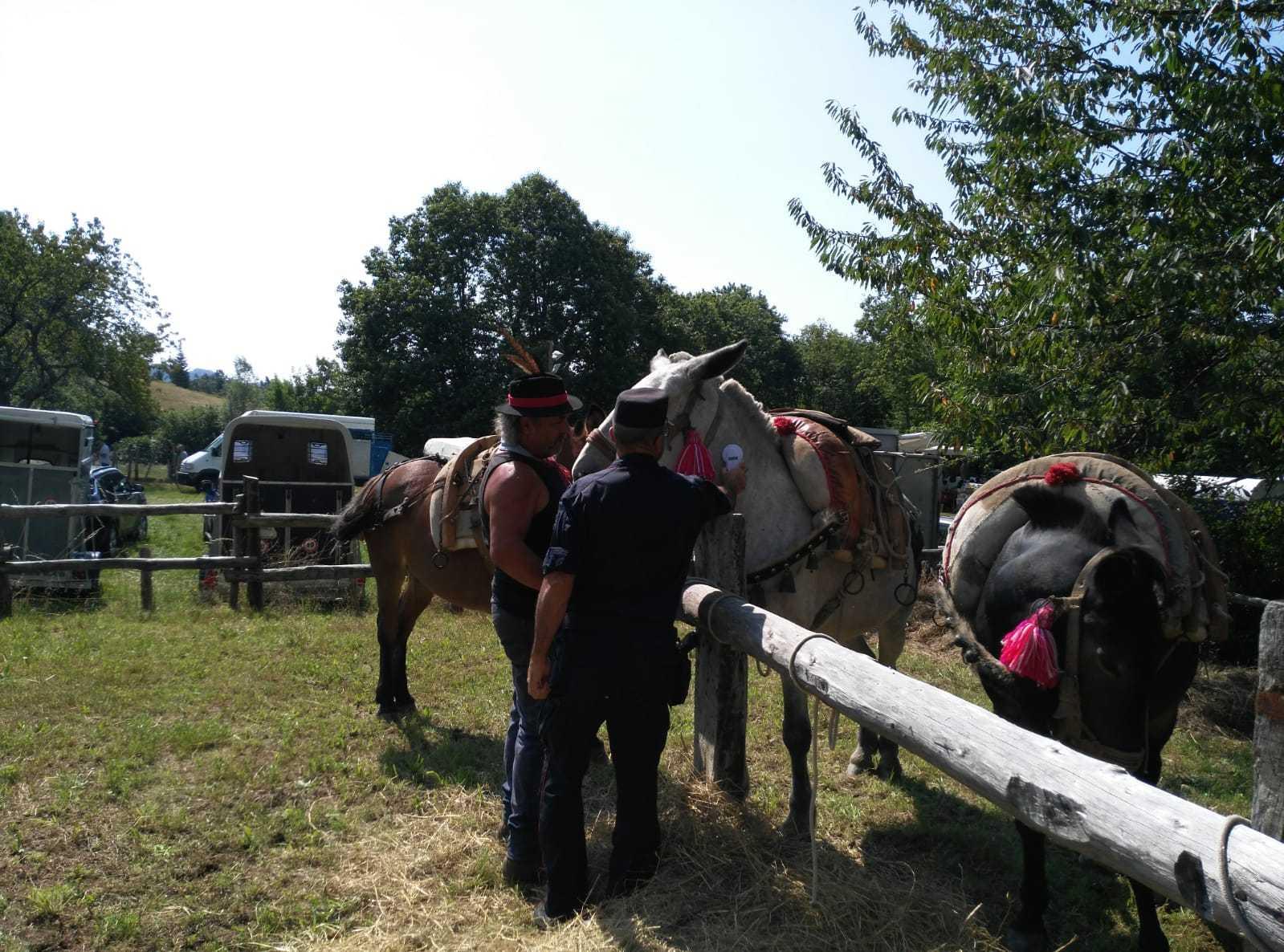 I carabinieri controllano gli animali nelle fiere folcloristiche