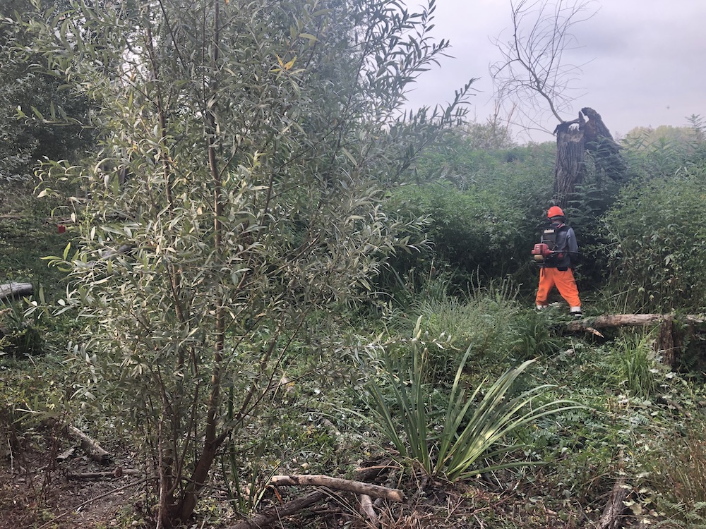 Salvaguardia della Riserva naturale del Lago di Sibolla: iniziati gli interventi di tutela della biodiversità