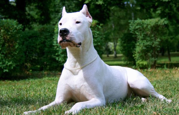 Dogo argentino libero al parco azzanna una donna e il suo cane