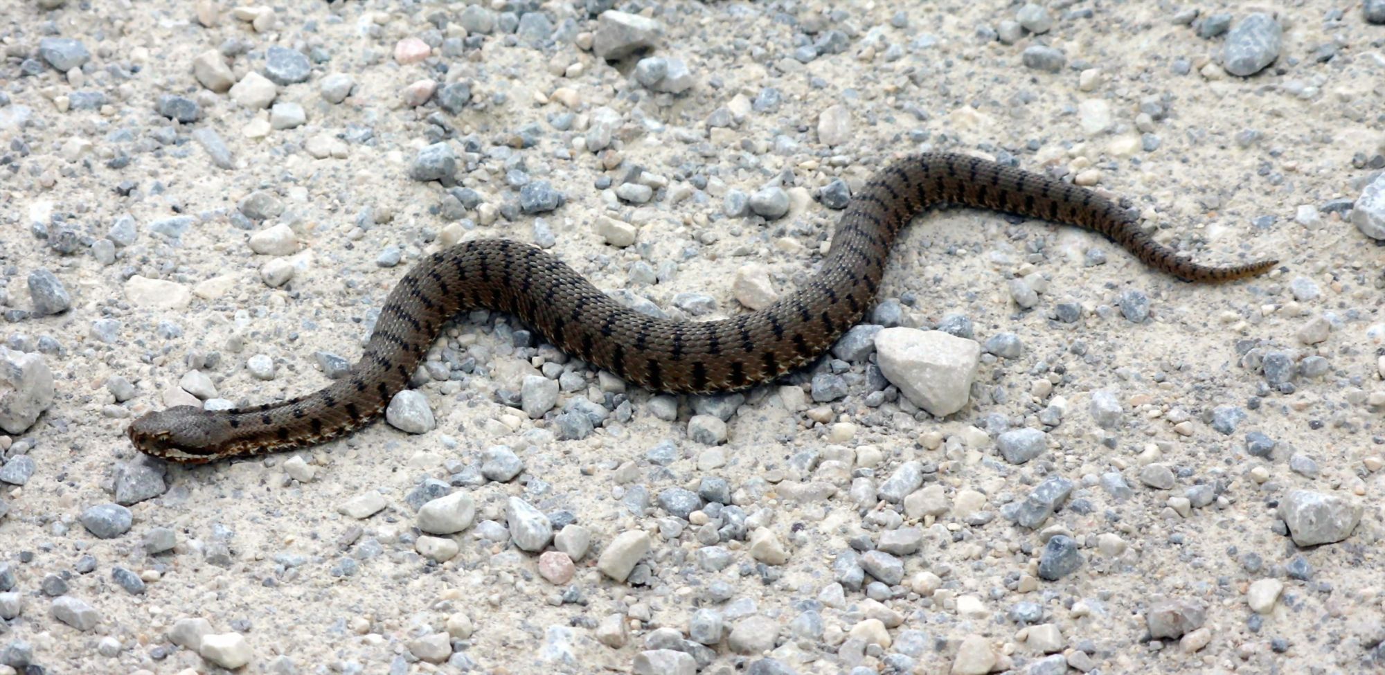 Paura in spiaggia, donna incinta all’ottavo mese morsa da una vipera