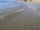 Arpat: “L’acqua del mare di Forte dei Marmi è di ottima qualità”