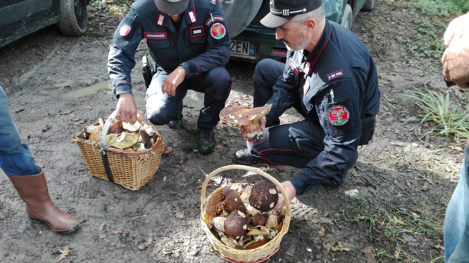 Escono i funghi, scattano i verbali