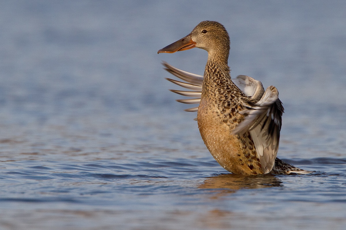 EuroBirdwatching 2019, la due giorni organizzata da Oasi Lipu e Parco