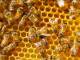 Interventi strutturali in apicoltura, 1 milone di euro per il 2024