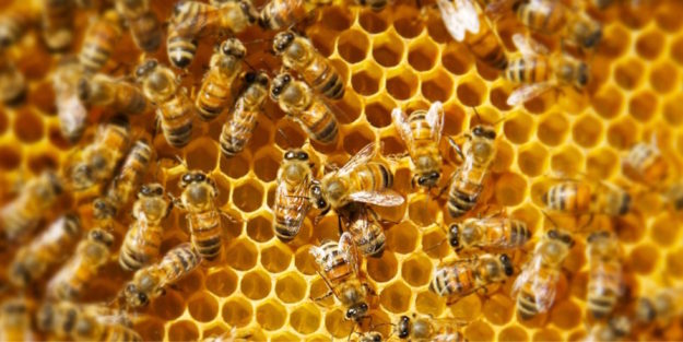 Interventi strutturali in apicoltura, 1 milone di euro per il 2024