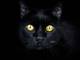 Halloween: “Proteggi il tuo gatto nero nella notte delle streghe”