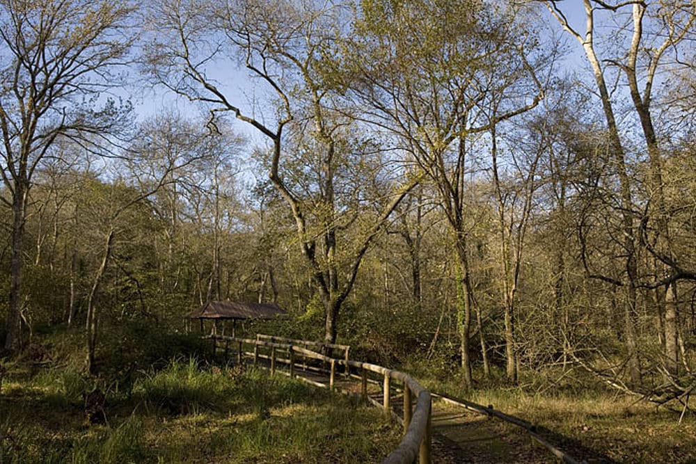 Attenzione al selvaggiume: il Parco di San Rossore mette in guardia dall’acaro autunnale