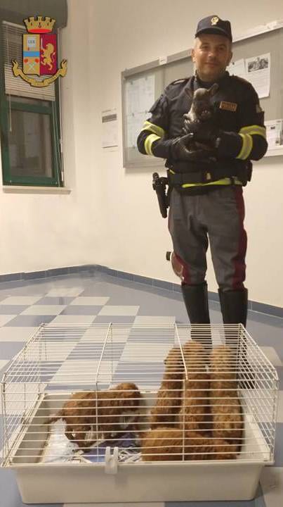 GROSSETO In auto con 7 cuccioli bagnati e senza cibo bloccati dalla Polstrada. FOTO 1