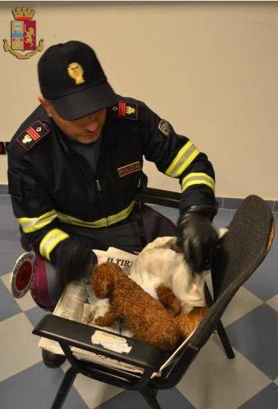 GROSSETO In auto con 7 cuccioli bagnati e senza cibo bloccati dalla Polstrada. FOTO 2