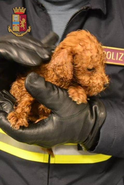 GROSSETO In auto con 7 cuccioli bagnati e senza cibo bloccati dalla Polstrada. FOTO 4