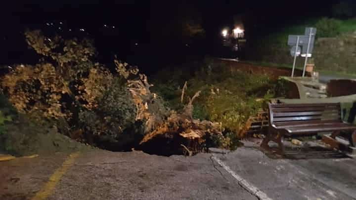 Il maltempo abbatte il leccio monumentale di Montemagno