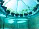Il superbasilico che cresce in fondo al mare, Università di Pisa partner del progetto l’Orto di Nemo