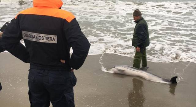 Zara, la delfina riportata al largo, è morta: nessuna favola a lieto fine. La carcassa ritrovata a Lido di Camaiore