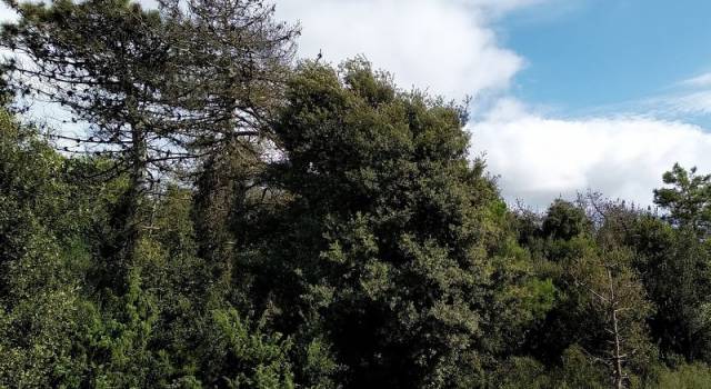 Macchia Lucchese, 3400 alberi per il rimboschimento