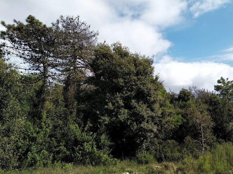 Macchia Lucchese, 3400 alberi per il rimboschimento