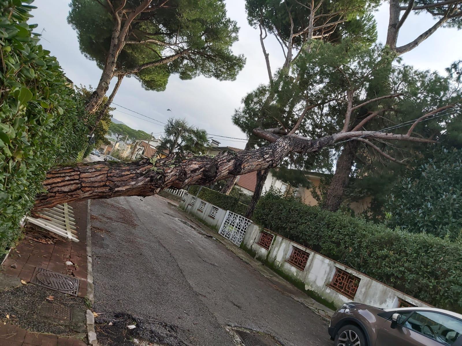 Cade un albero a Lido di Camaiore, smottamento a Pedona