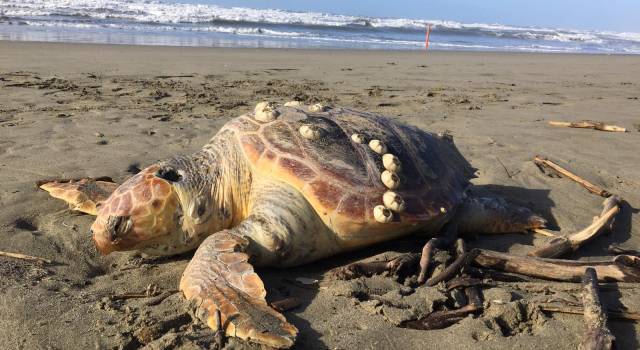 Marina di Pietrasanta, tartaruga marina trovata morta in spiaggia