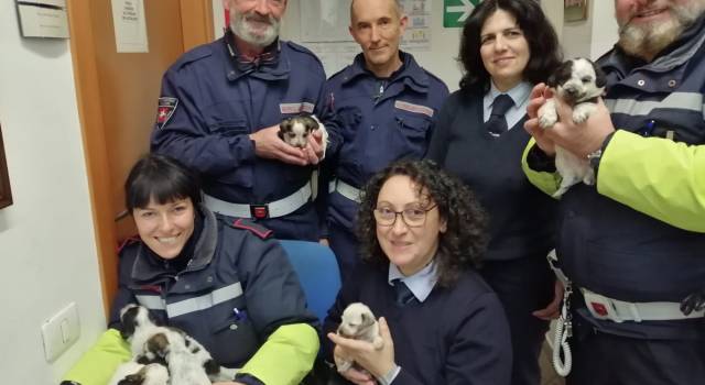 Abbandonata cucciolata di 4 zampe, i 7 canini presi in custodia dalla Municipale di Camaiore
