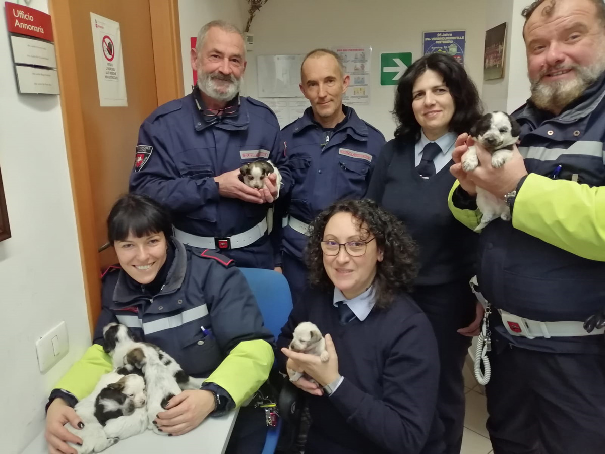 Abbandonata cucciolata di 4 zampe, i 7 canini presi in custodia dalla Municipale di Camaiore