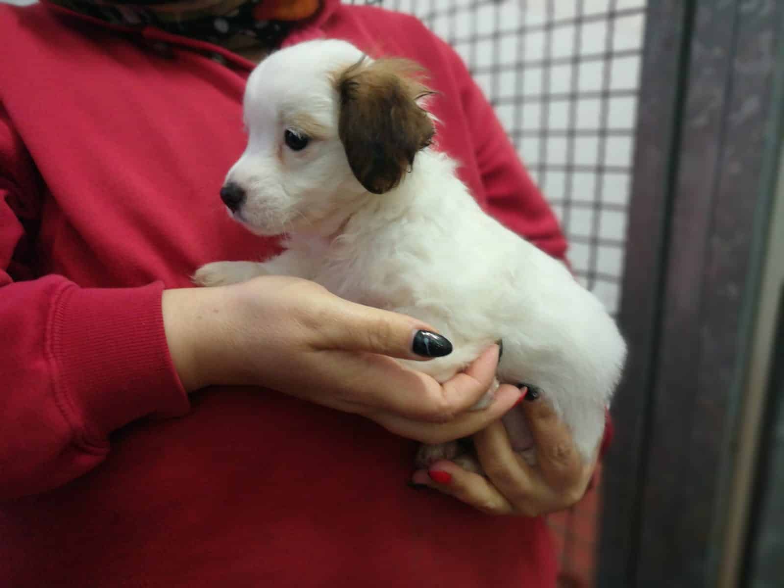 Appello per Cuccioli 6F2M F1