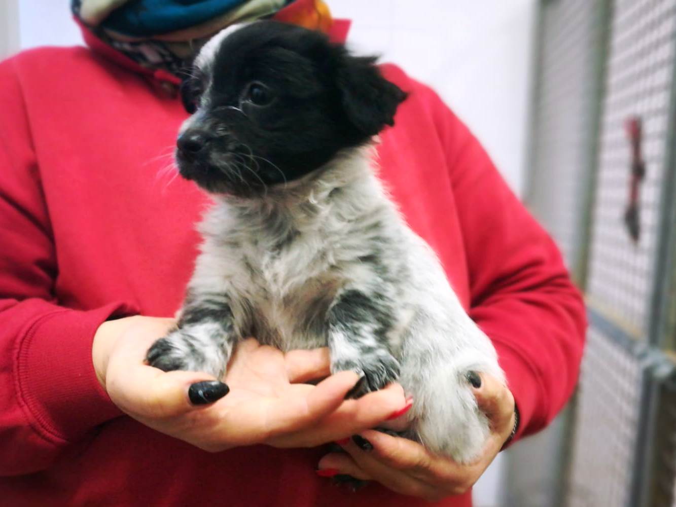 Appello per Cuccioli 6F2M F2