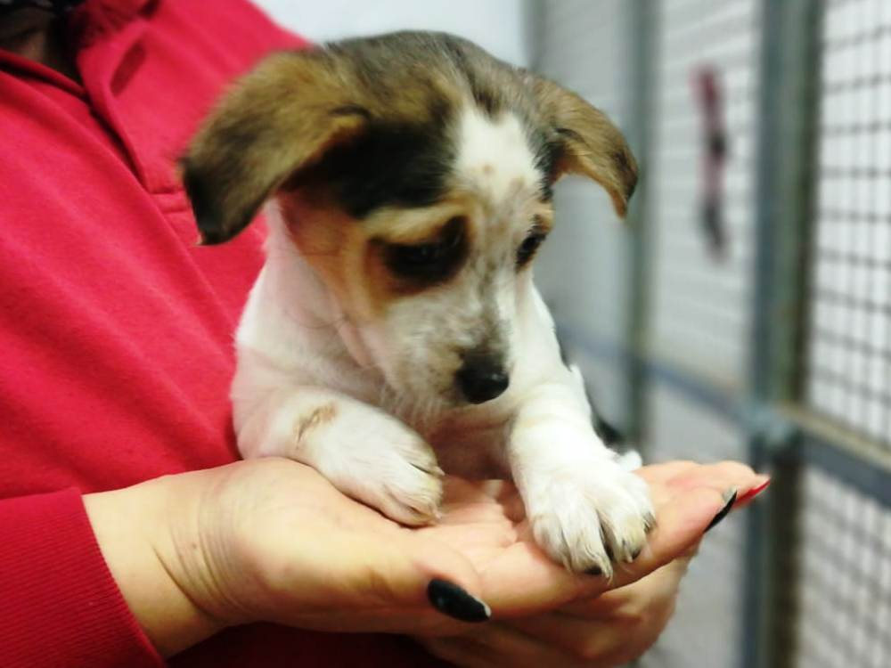 Appello per Cuccioli 6F2M F3