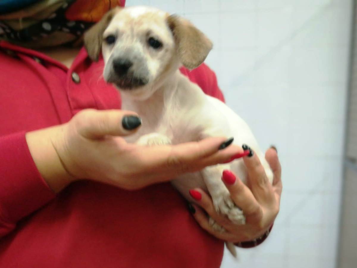 Appello per Cuccioli 6F2M F4