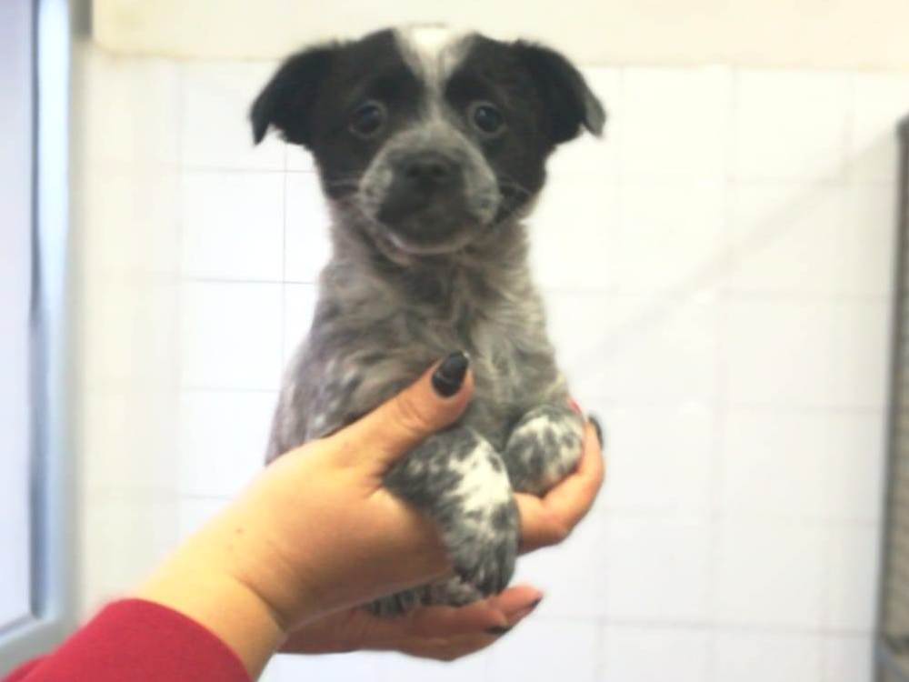 Appello per Cuccioli 6F2M F5