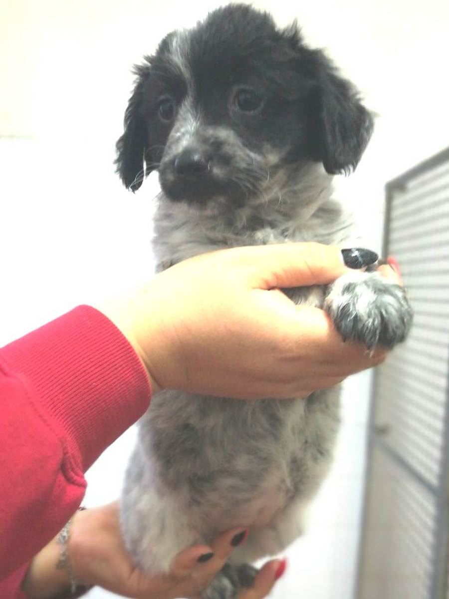 Appello per Cuccioli 6F2M F6
