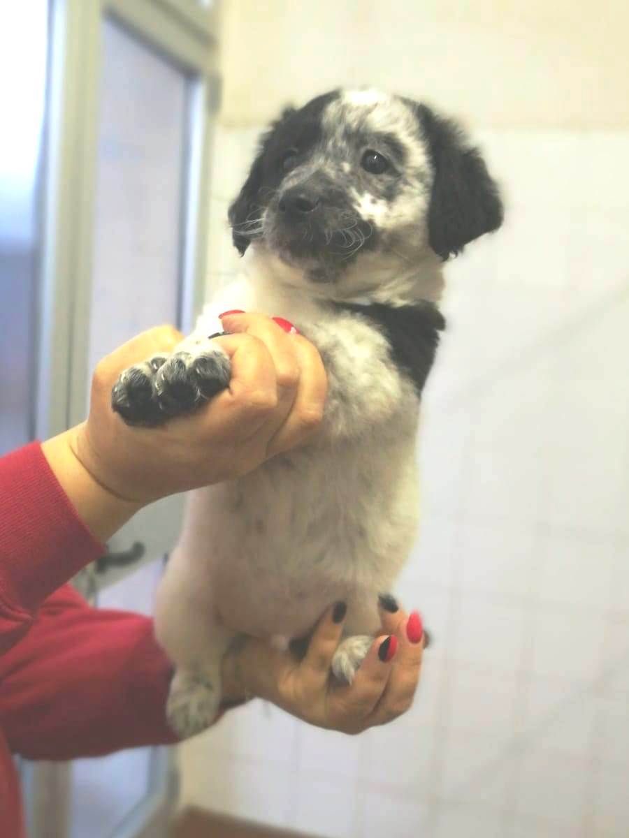 Appello per Cuccioli 6F2M M1