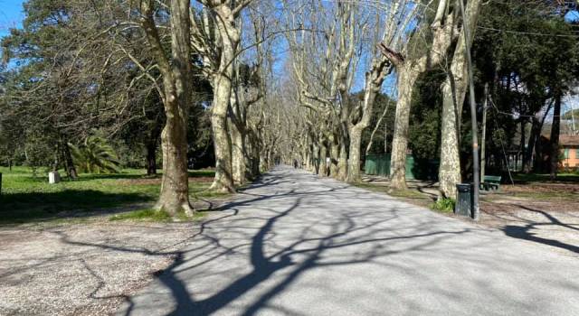 A Viareggio riparte il Teatro Estate in pineta