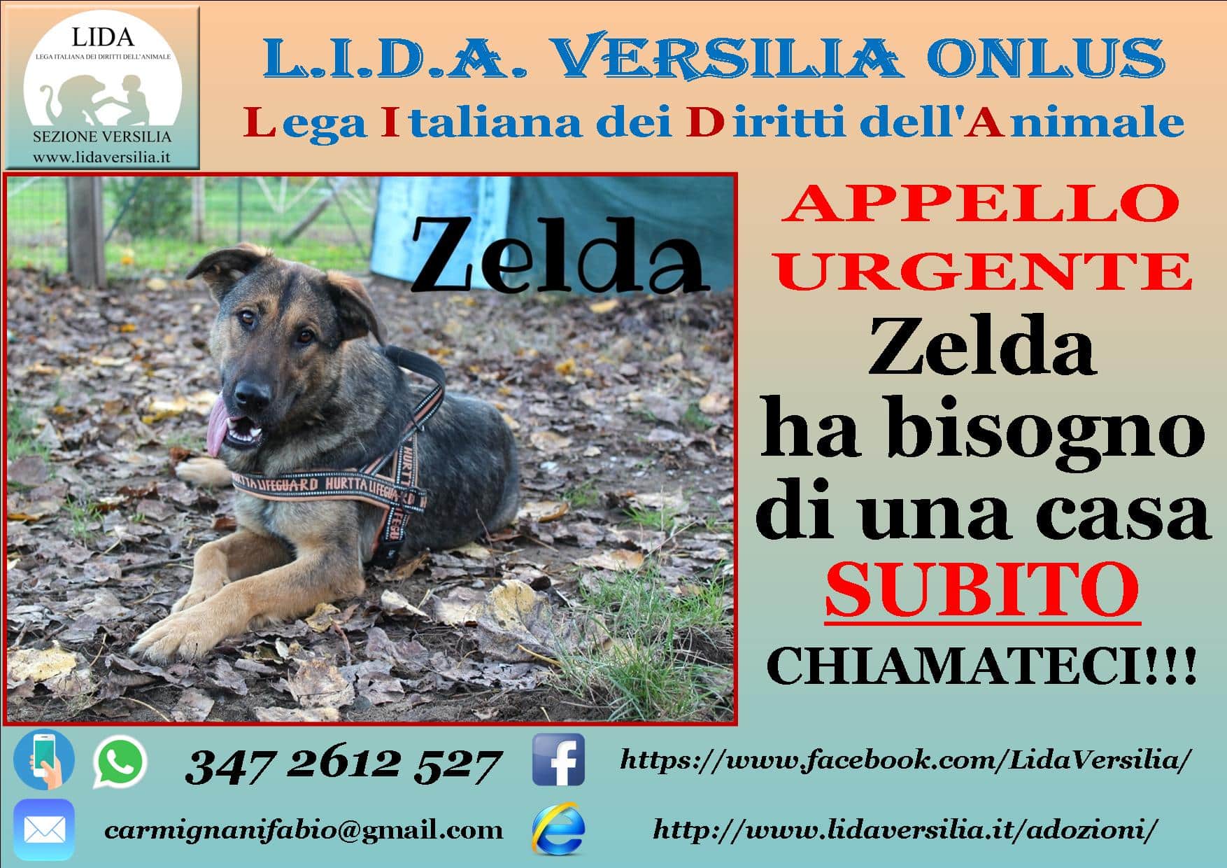 Appello per Zelda Copertina