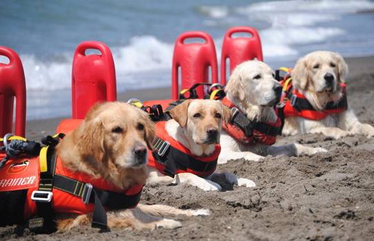 Sociale: i cani bagnino aiutano i ragazzi disabili, insieme in spiaggia per salvare i bagnanti