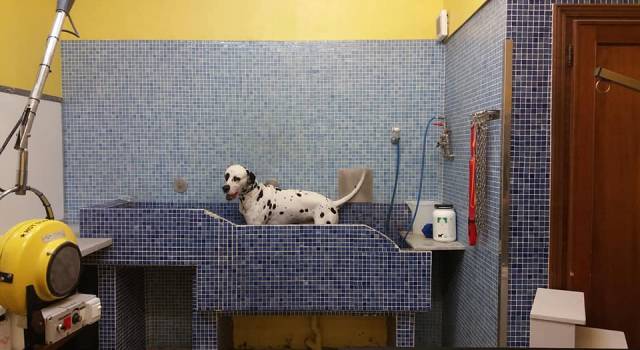 Toilette per cani e addestratori possono riaprire: nuova ordinanza toscana. Ecco tutte le novita