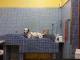 Toilette per cani e addestratori possono riaprire: nuova ordinanza toscana. Ecco tutte le novita