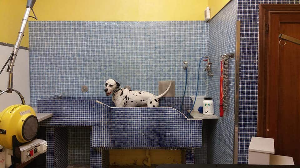 Toilette per cani e addestratori possono riaprire: nuova ordinanza toscana. Ecco tutte le novita