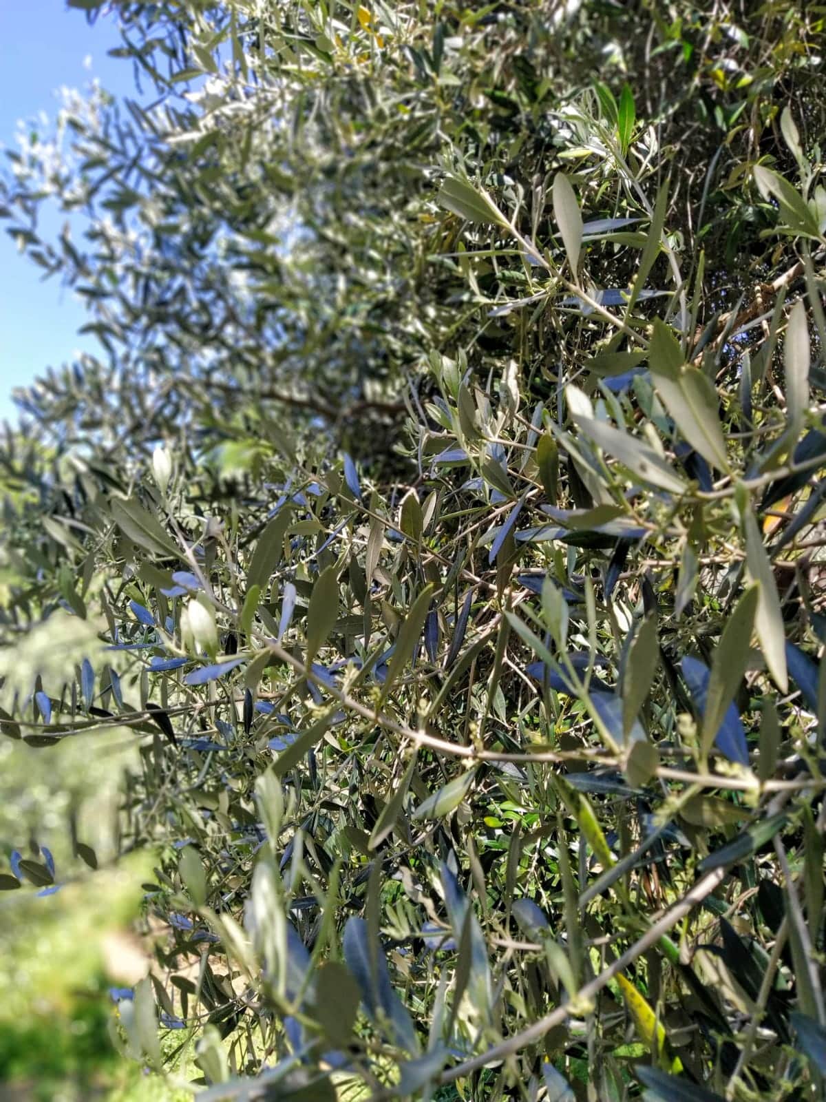 Cura orto e terreno, via libera a Massarosa