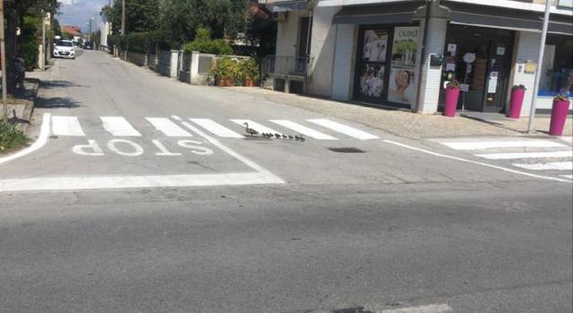 La natura si riprende i suoi spazi, immagini del lockdown a Lido di Camaiore