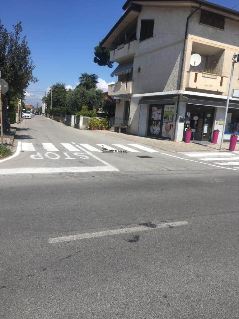 La natura si riprende i suoi spazi, immagini del lockdown a Lido di Camaiore