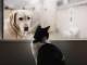 Coronavirus, cani e gatti: la Federazione Nazionale Ordini Veterinari Italiani fa chiarezza